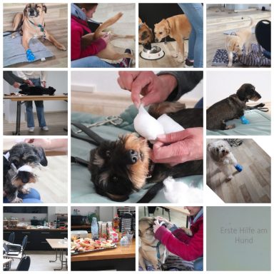 Erste Hilfe am Hund