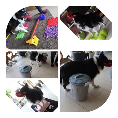 Spaß an Bewegung der Seniorhund