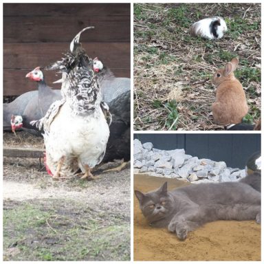 Bei mir sind auch Katze, Kaninchen, Meerschweinchen herzlich willkommen