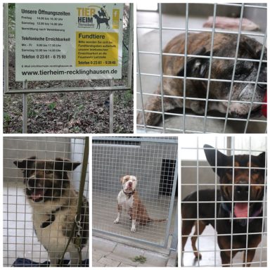 Ehrenamtliche Arbeit im Tierheim